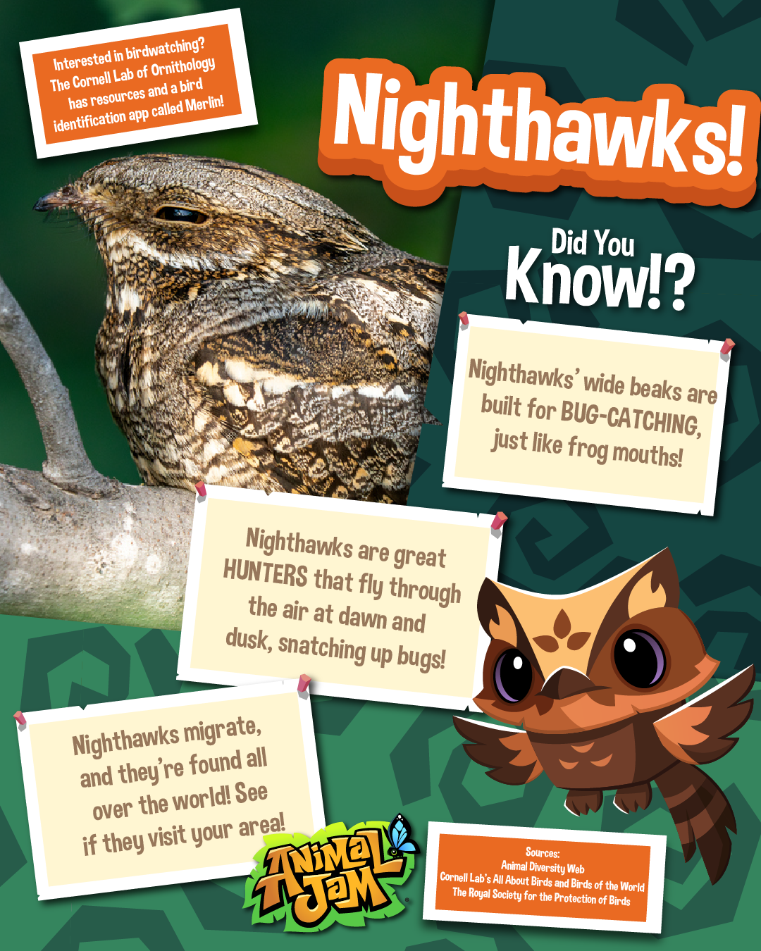 20251121 Nighthawks & Ostriches-05