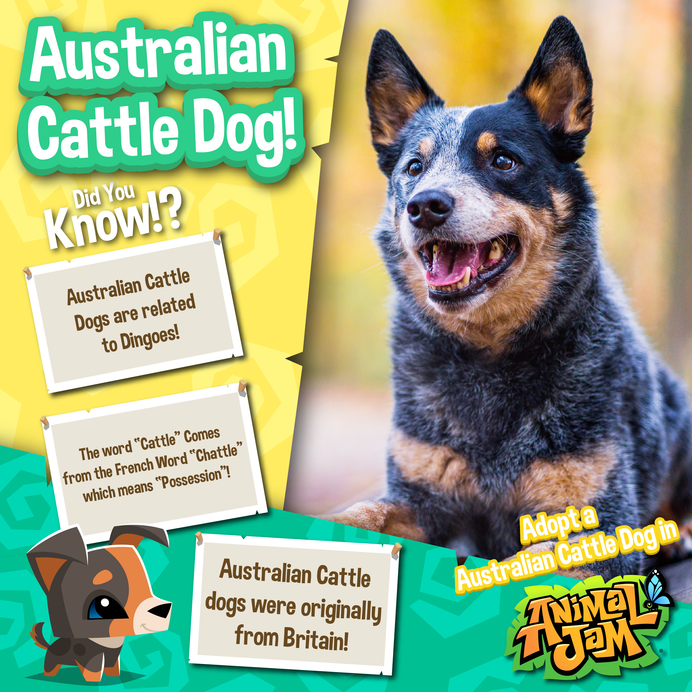 20221212 Real Live Animal Post Cow and Australian Cattle Dog-02