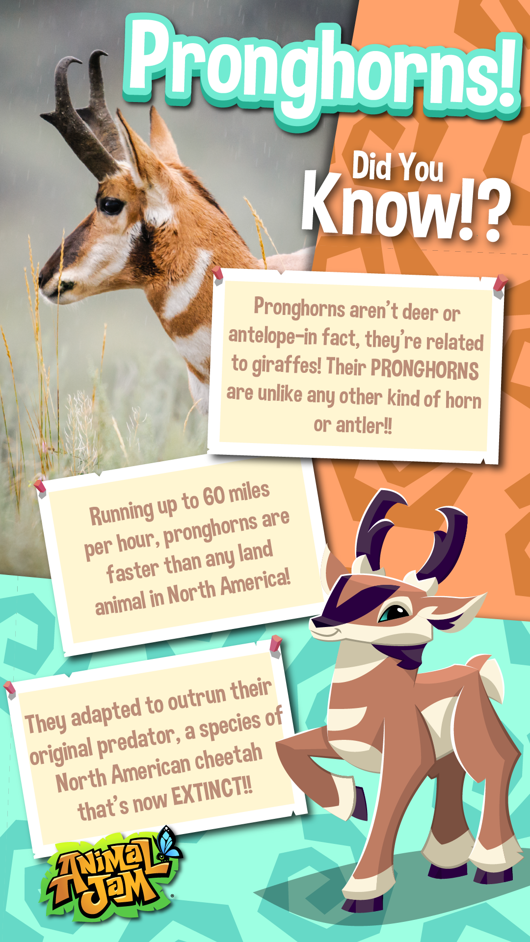 20250611 Pronghorns & Prairie Dogs-02