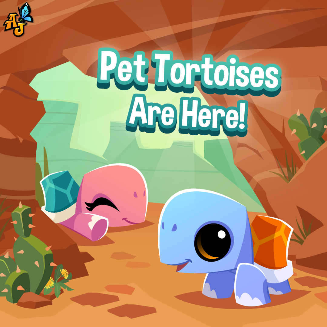 20240607 Pet Tortoise Announcement-01