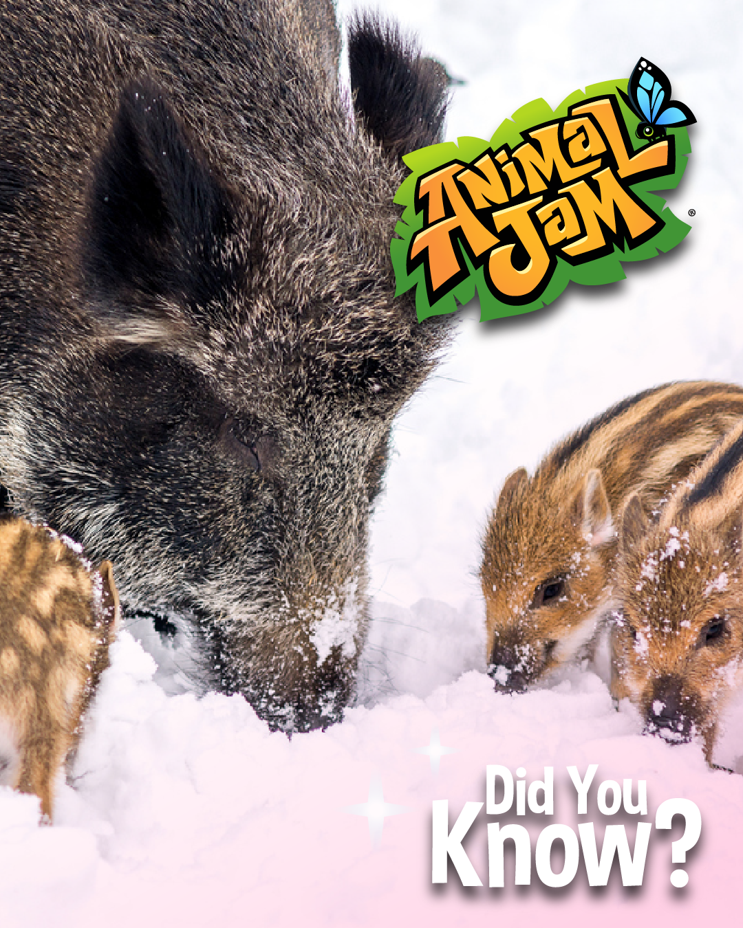 2026 Bear & boar Live animal Post-05