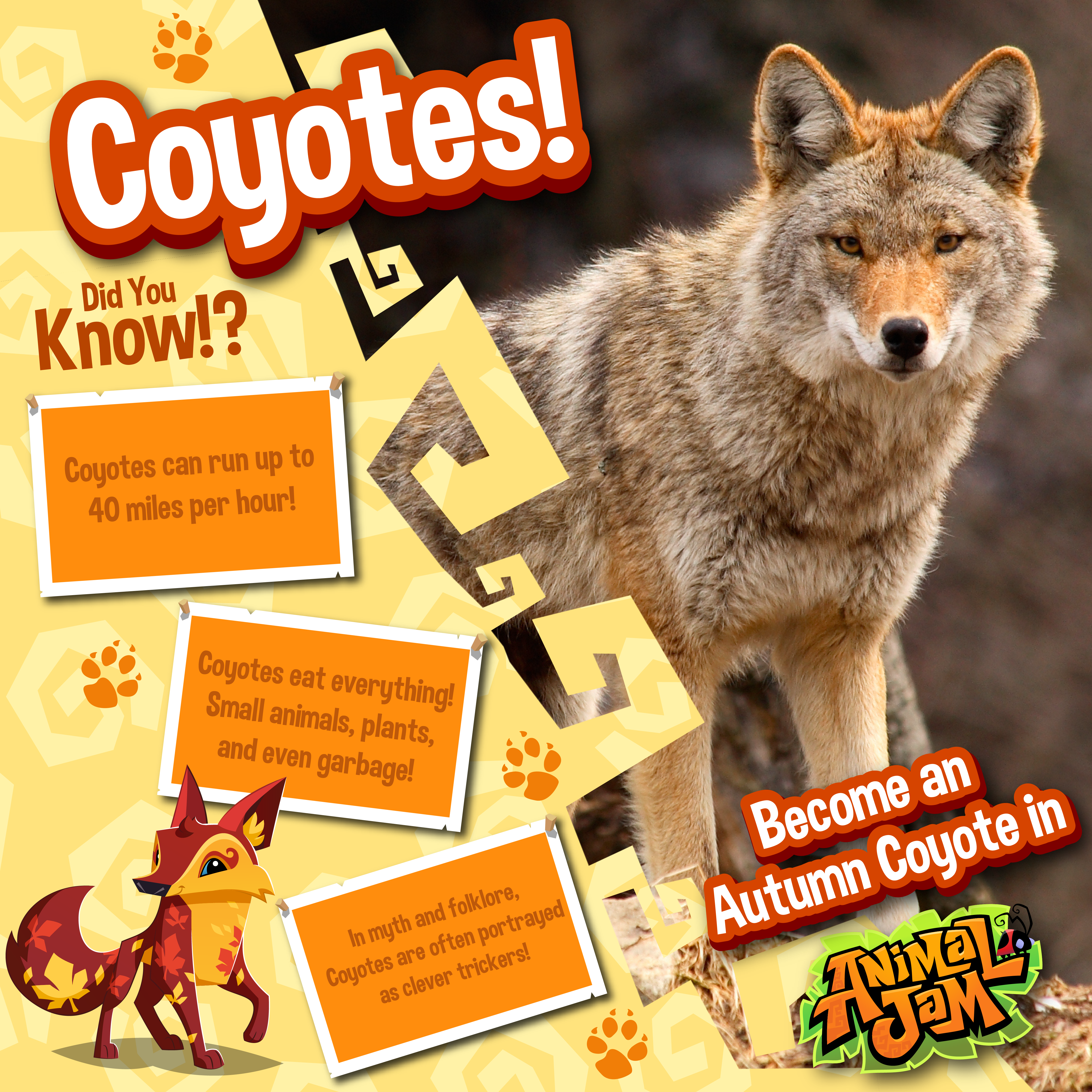 Coyotes! Did you know? - The Daily Explorer