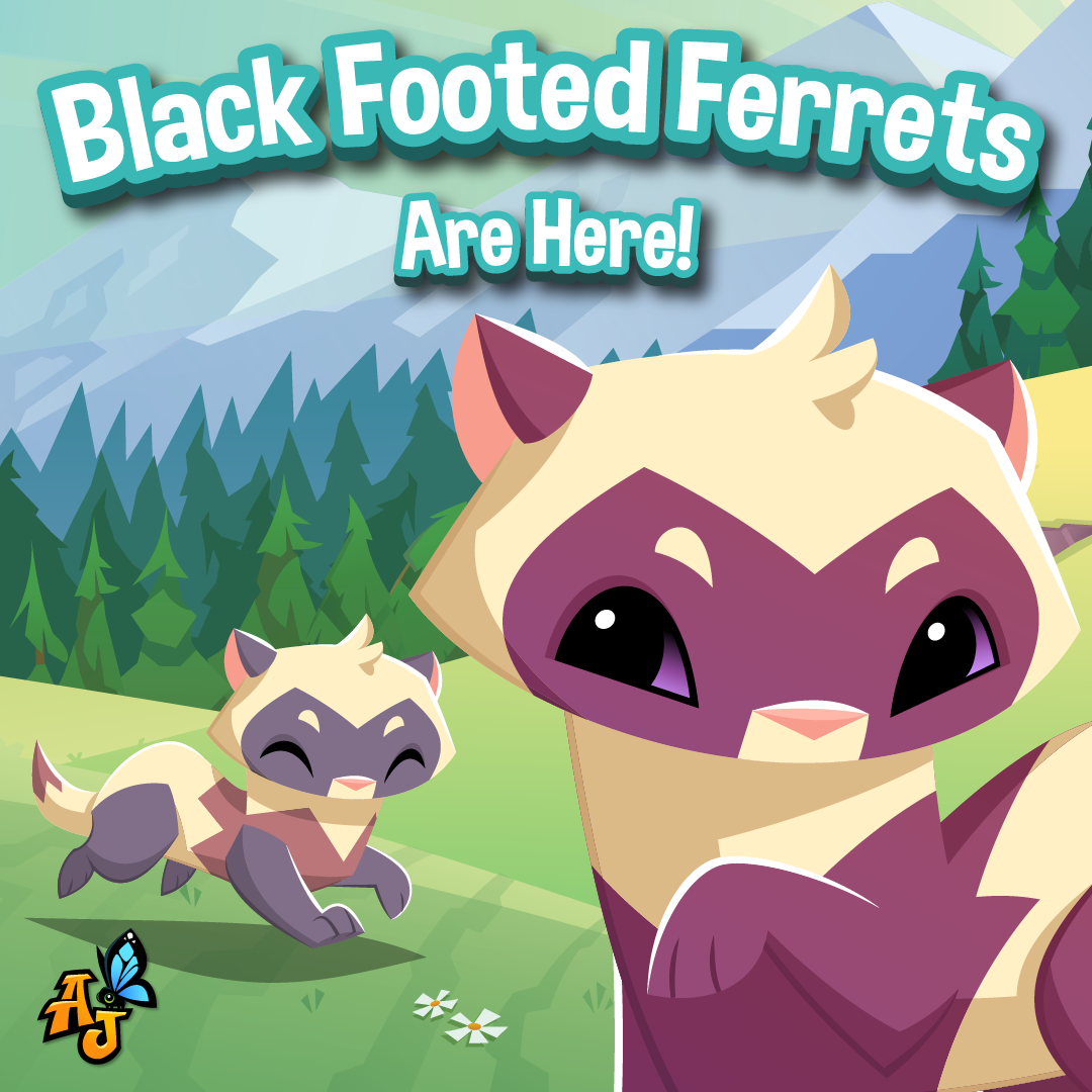 20240829 Black Footed Ferrets are here!-01