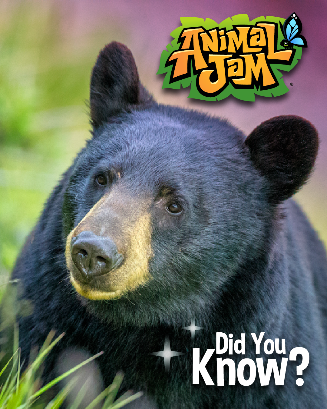 2026 Bear & boar Live animal Post-01