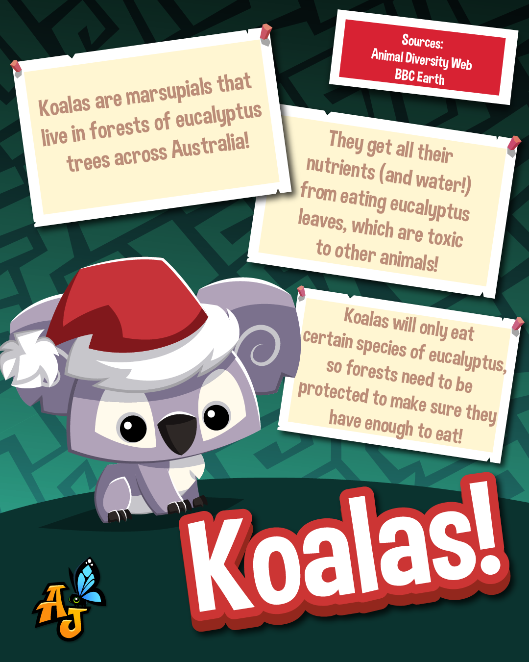 20251206 Koala-s and Dingos-06