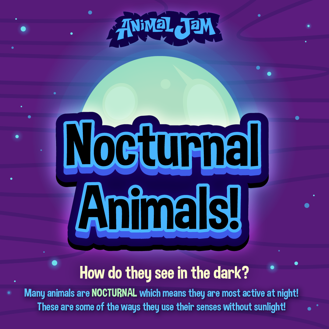 Nocturnal Animals Infographic Full Graphic