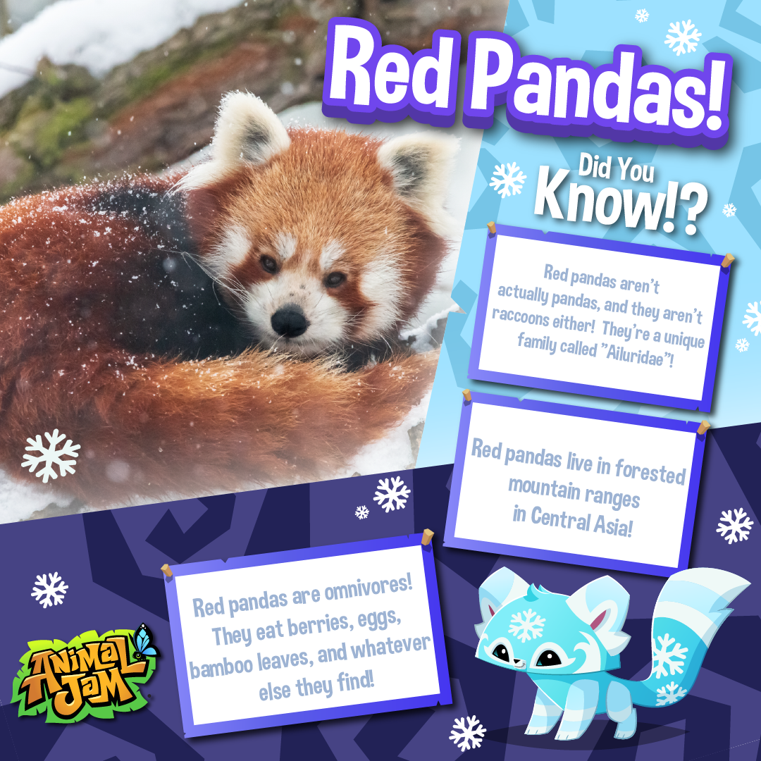 20231213 Snowy Red Panda and Seals-04