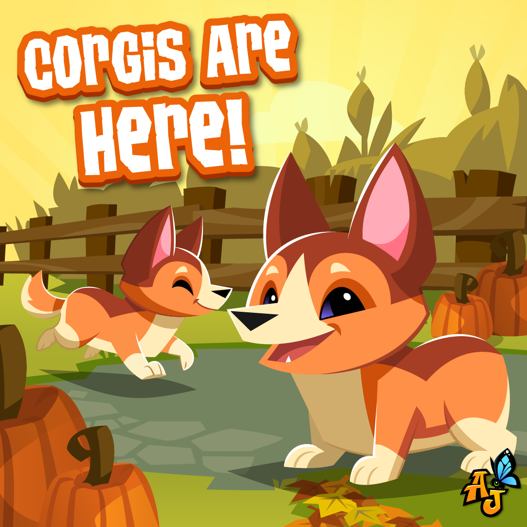 20241105 Corgis are Here!-01