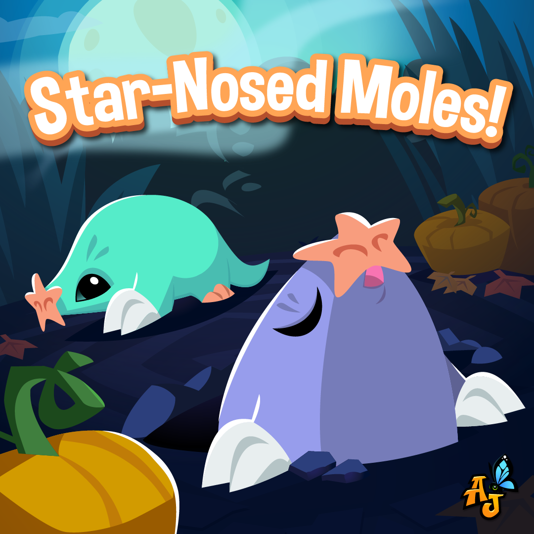 20241010 Star Nose Mole Is here!-02