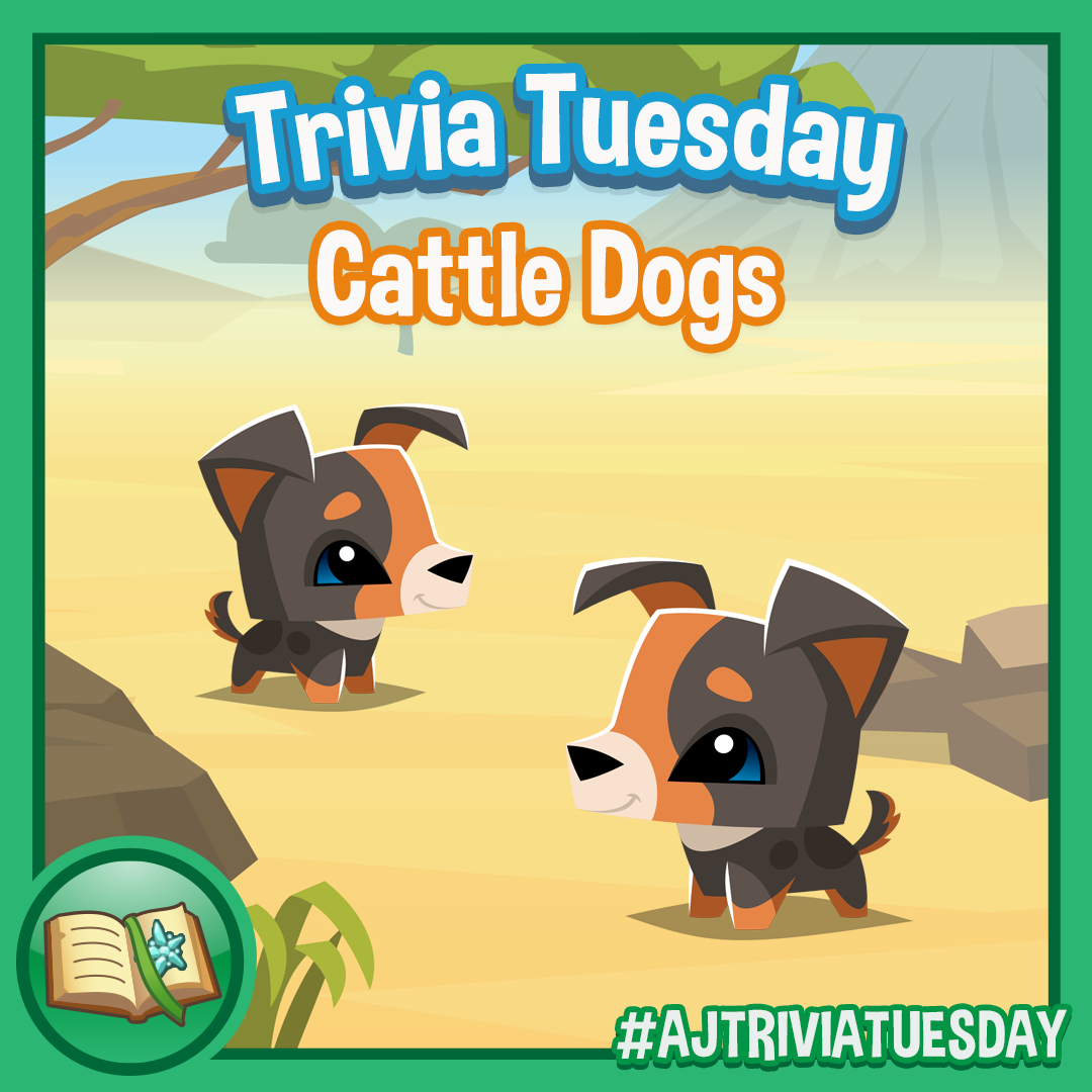 Trivia Tuesday Cattle Dogs
