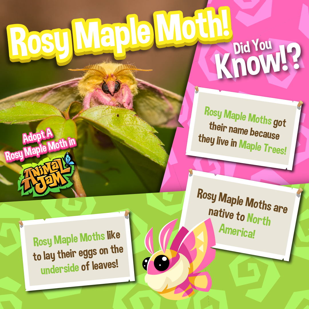 Pet Rosy Maple Moth, Animal Jam Wiki
