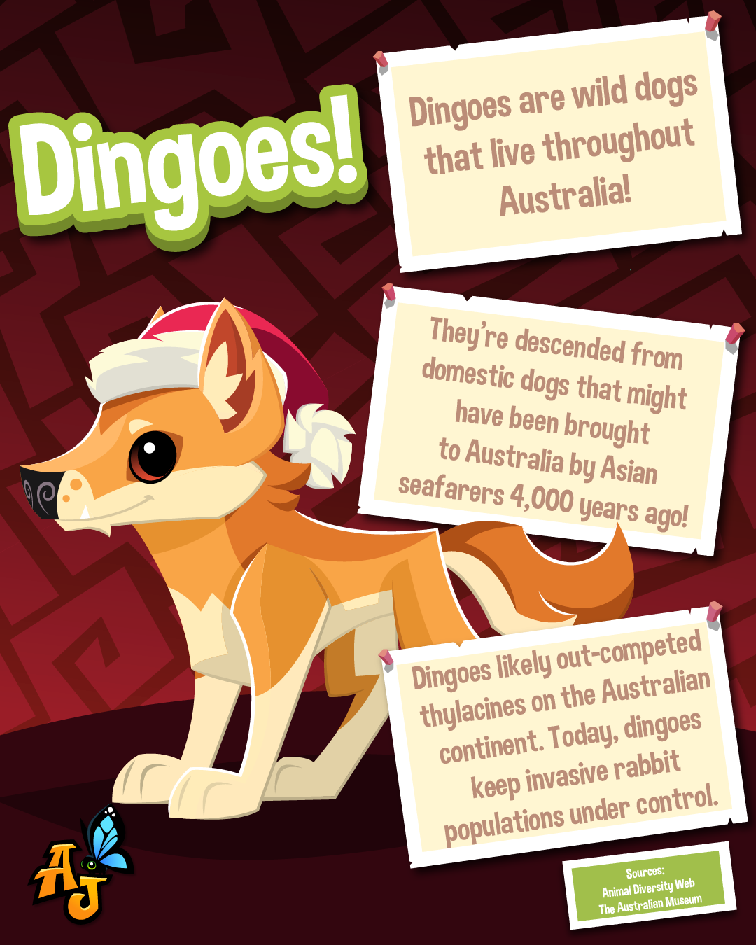 20251206 Koala-s and Dingos-05