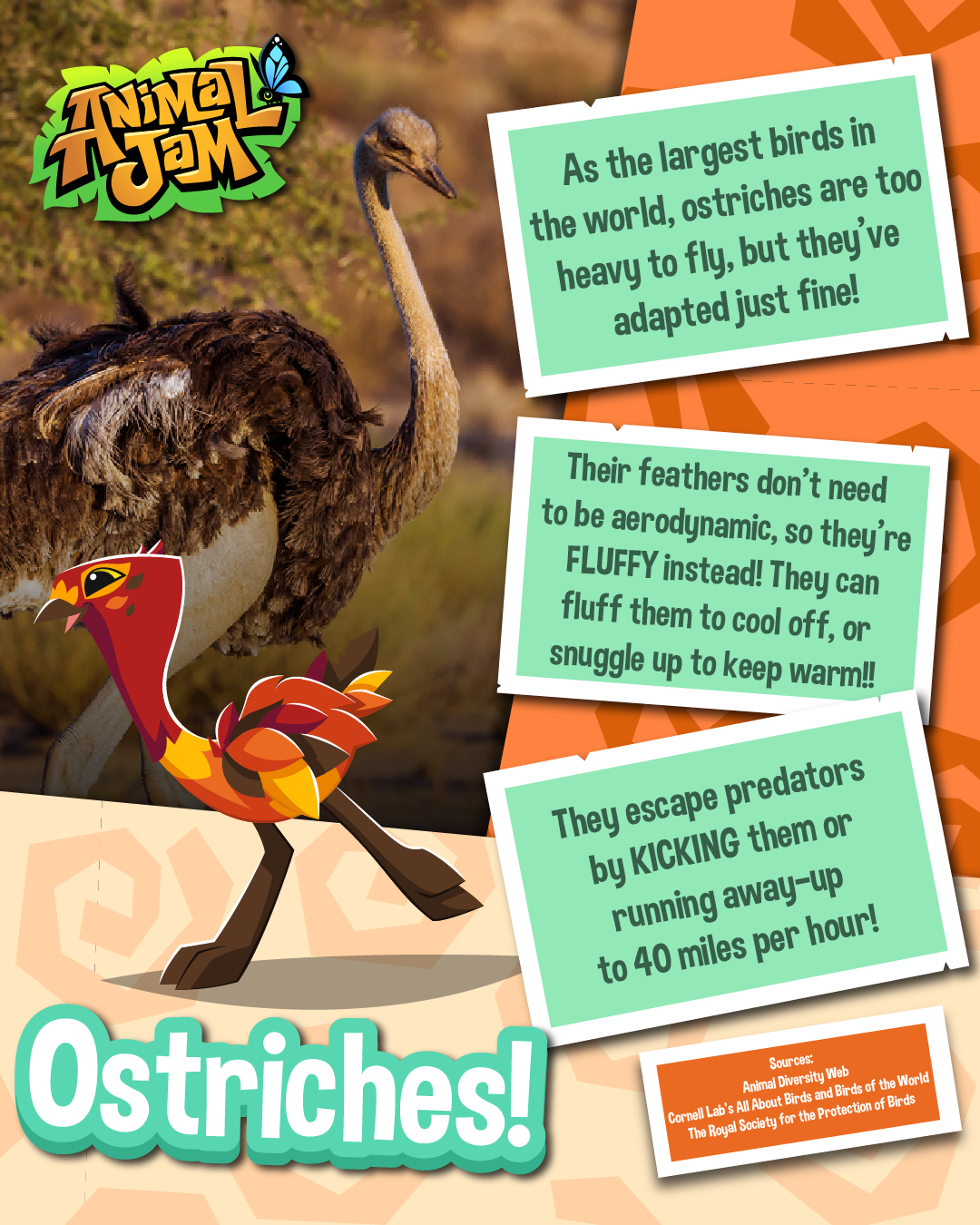 20251121 Nighthawks & Ostriches-01