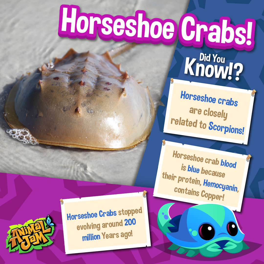 20230726 Horseshoe Crab-02