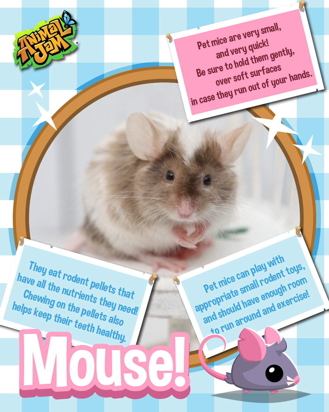 20250313 Animal Fact Mouse-01