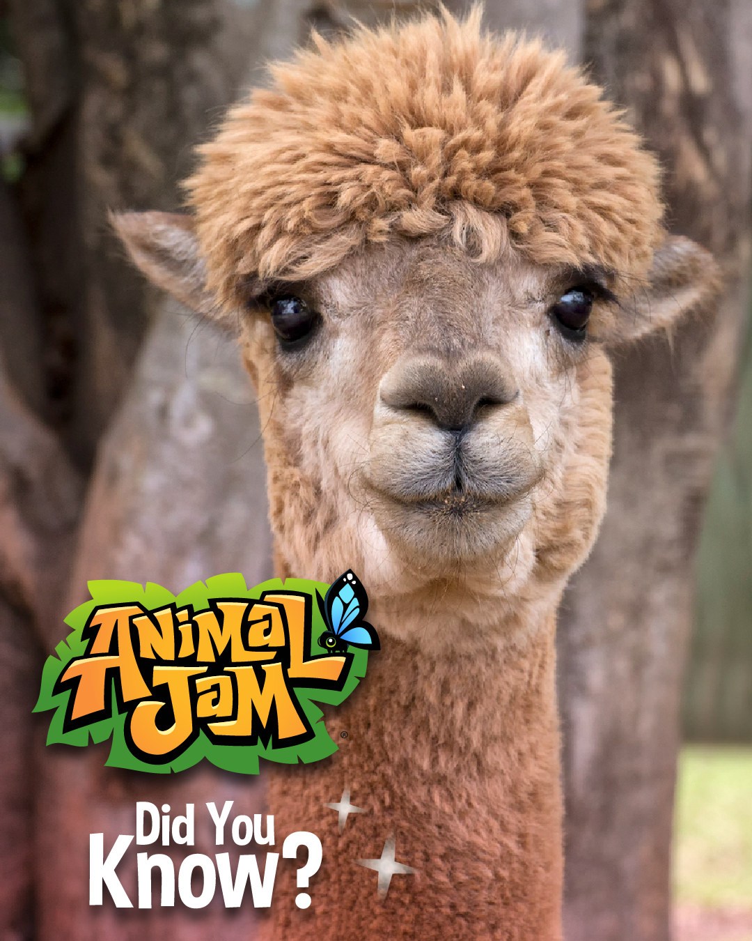 20260217 RealLifeAnimalFacts-01