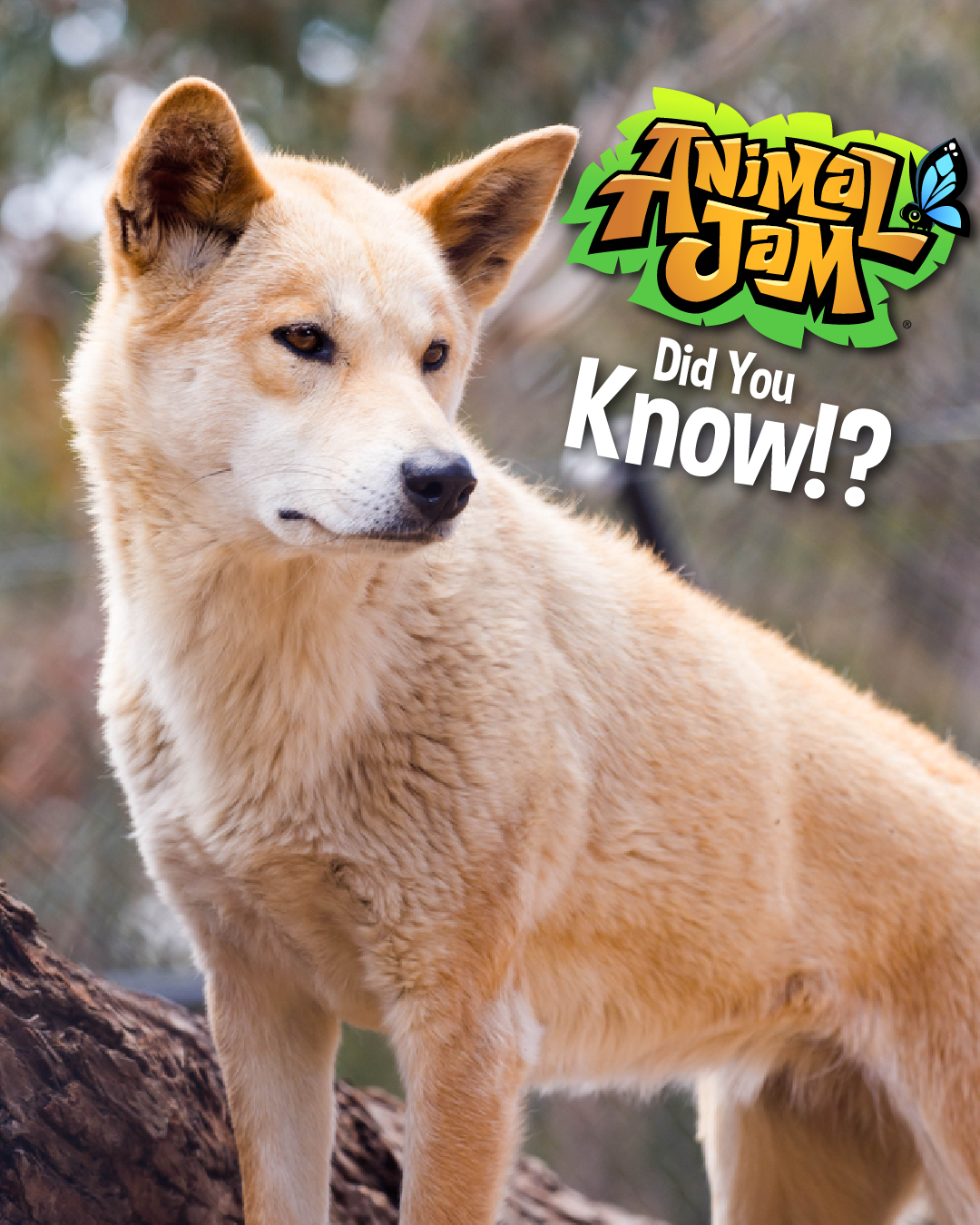 20251206 Koala-s and Dingos-01