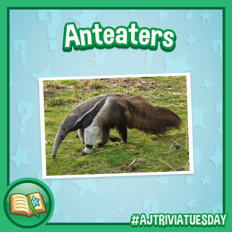 Anteater trivia