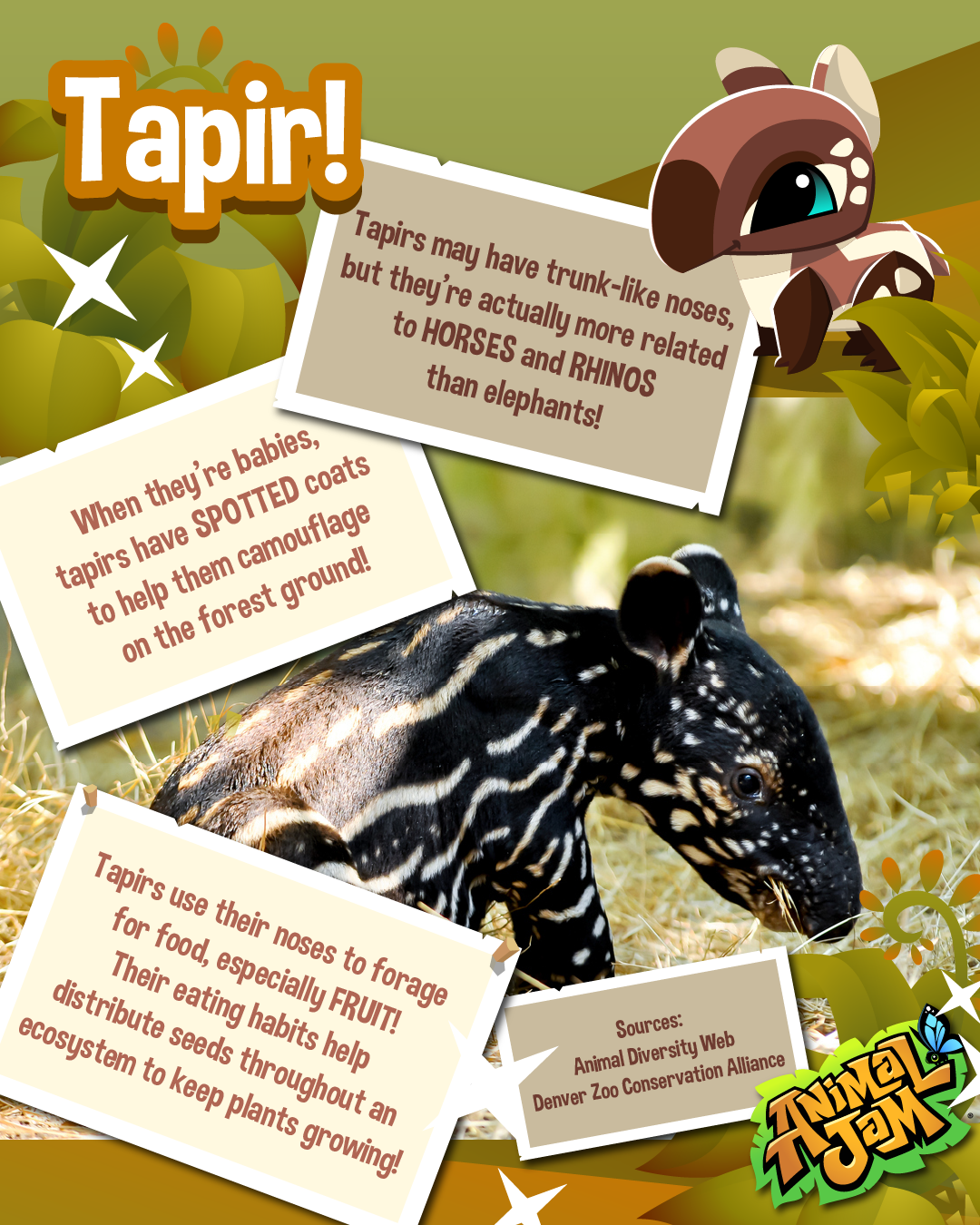 20250916 LiveAnimalFacts Tapir Okapi-04