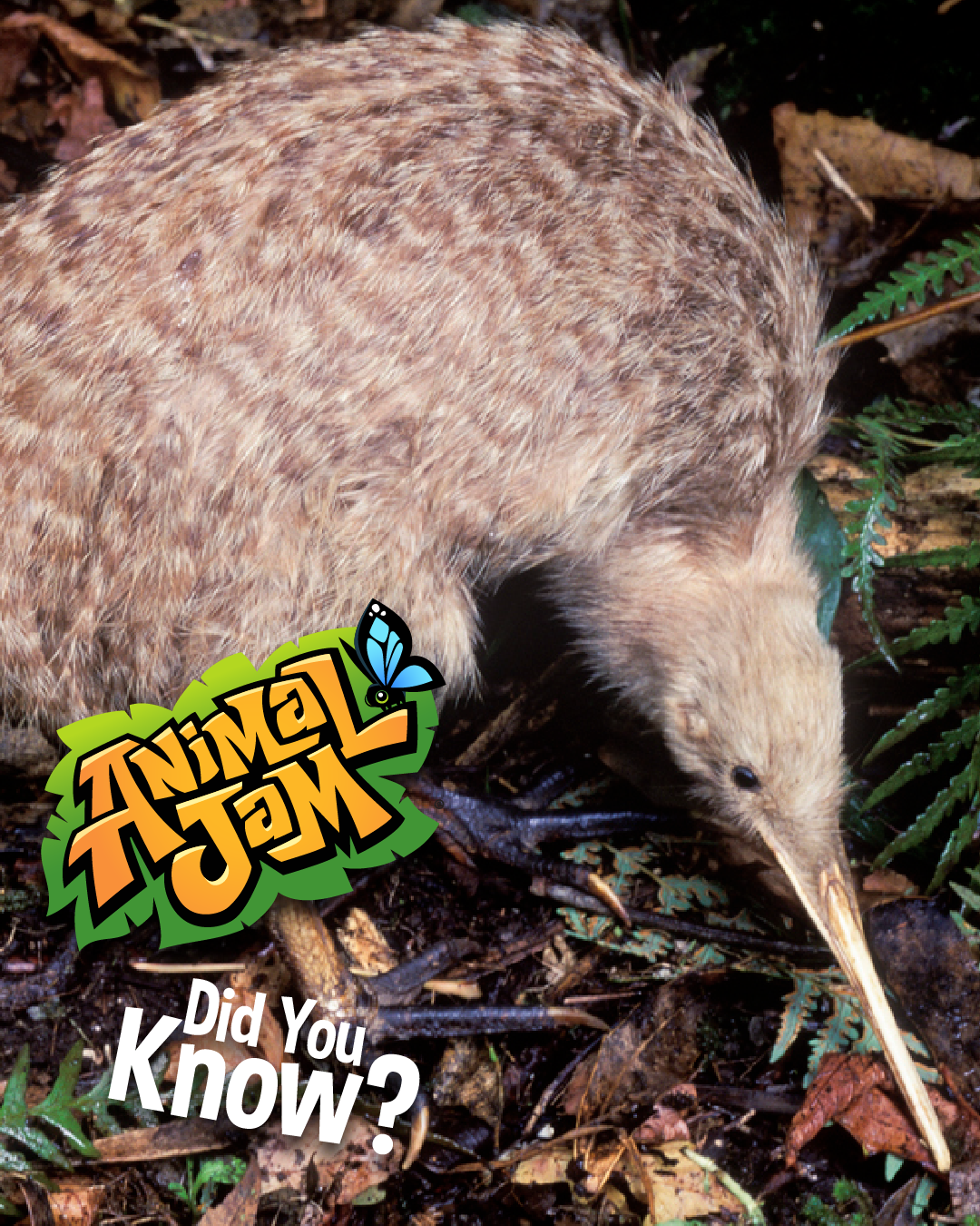 20260120 RealLifeAnimalFacts-01