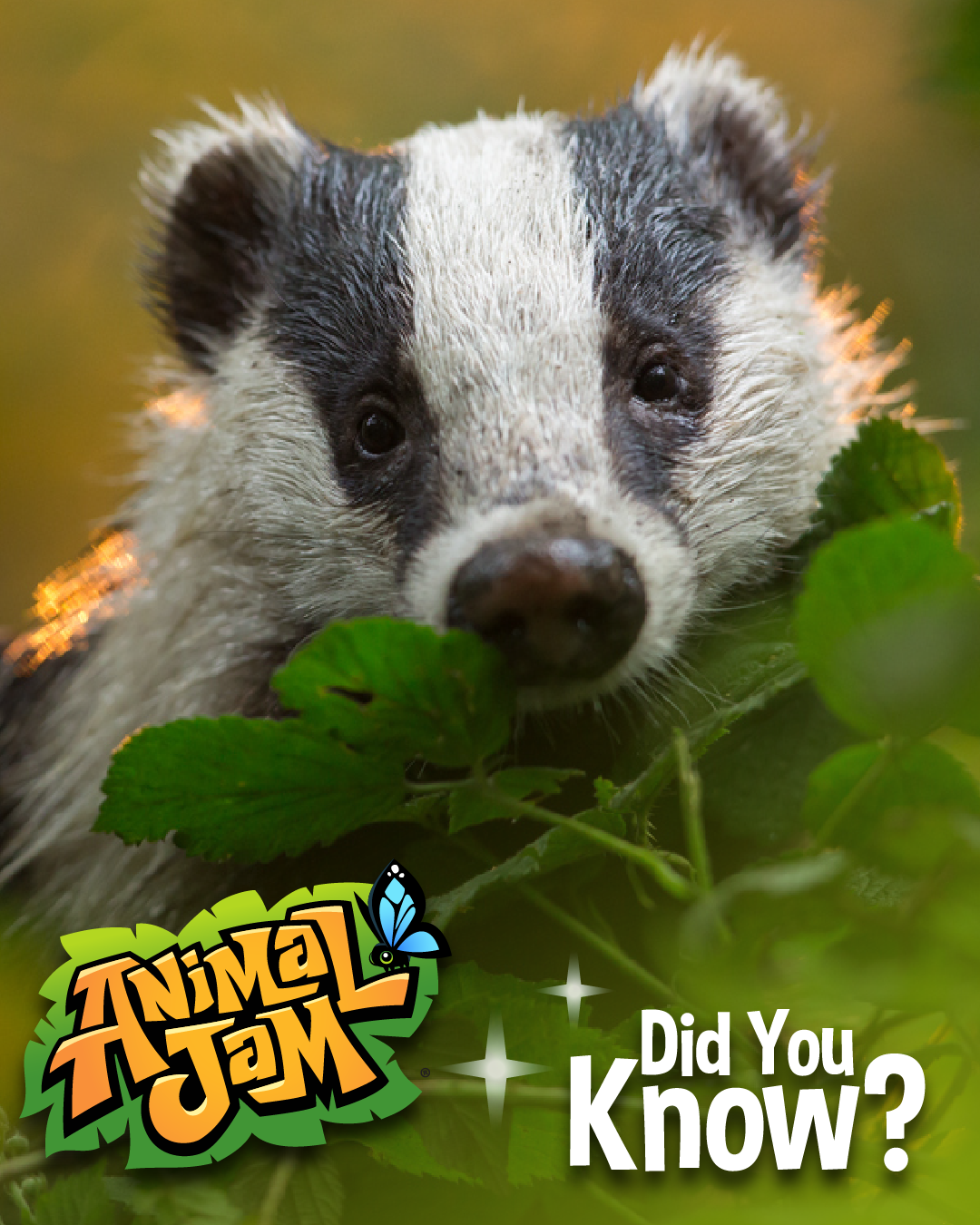 20260716 BadgerSquirrelFacts-05